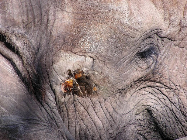 Elephant Musth