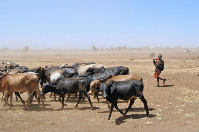Massai Viehherde