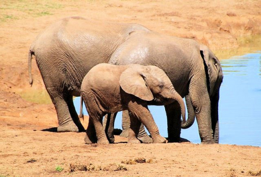 Big Five Safari