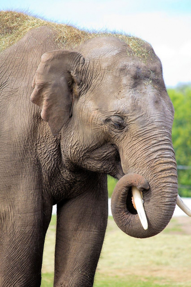 Elephant4you