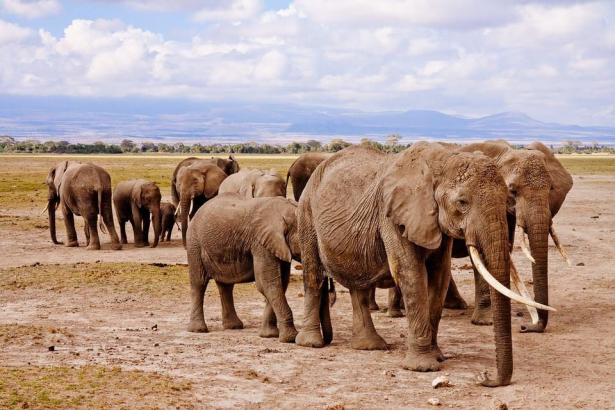 Elephant4you