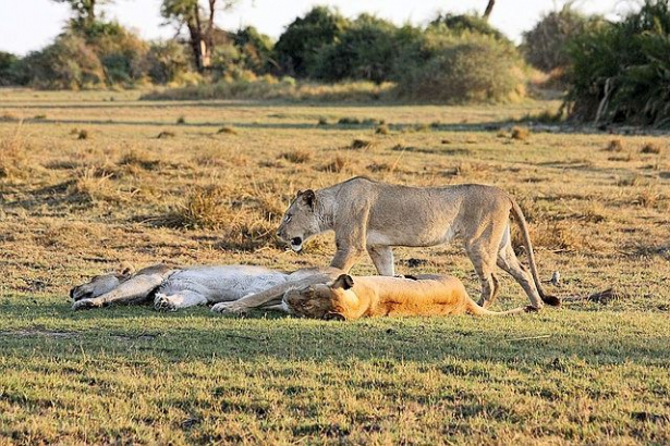 Großwildjagd in Afrika