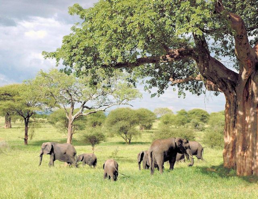 Safari Tansania und Sansibar