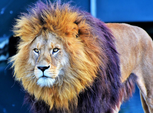 Der afrikanische Löwe