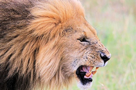 Flehmen des Afrikanischen Löwen