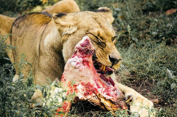 Nahrung des Afrikanischen Löwen