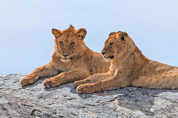 Tansania Reise Serengeti Deluxe