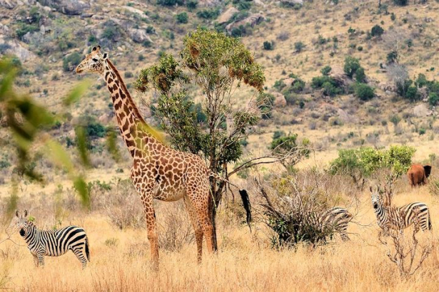 Kenia Safari und baden Kenia Safari und baden